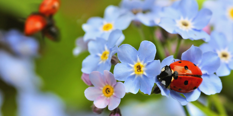 Ladybug Symbolism: Everything You Ever Wanted To Know