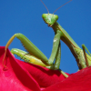 praying mantis symbolism