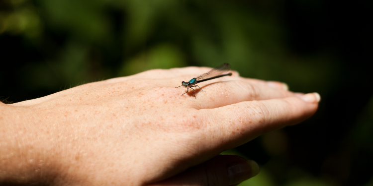What Does It Mean When A Dragonfly Lands On You?