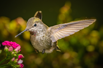 what does it mean when a hummingbird visits you