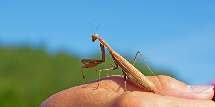 What Does It Mean When A Praying Mantis Lands On You?