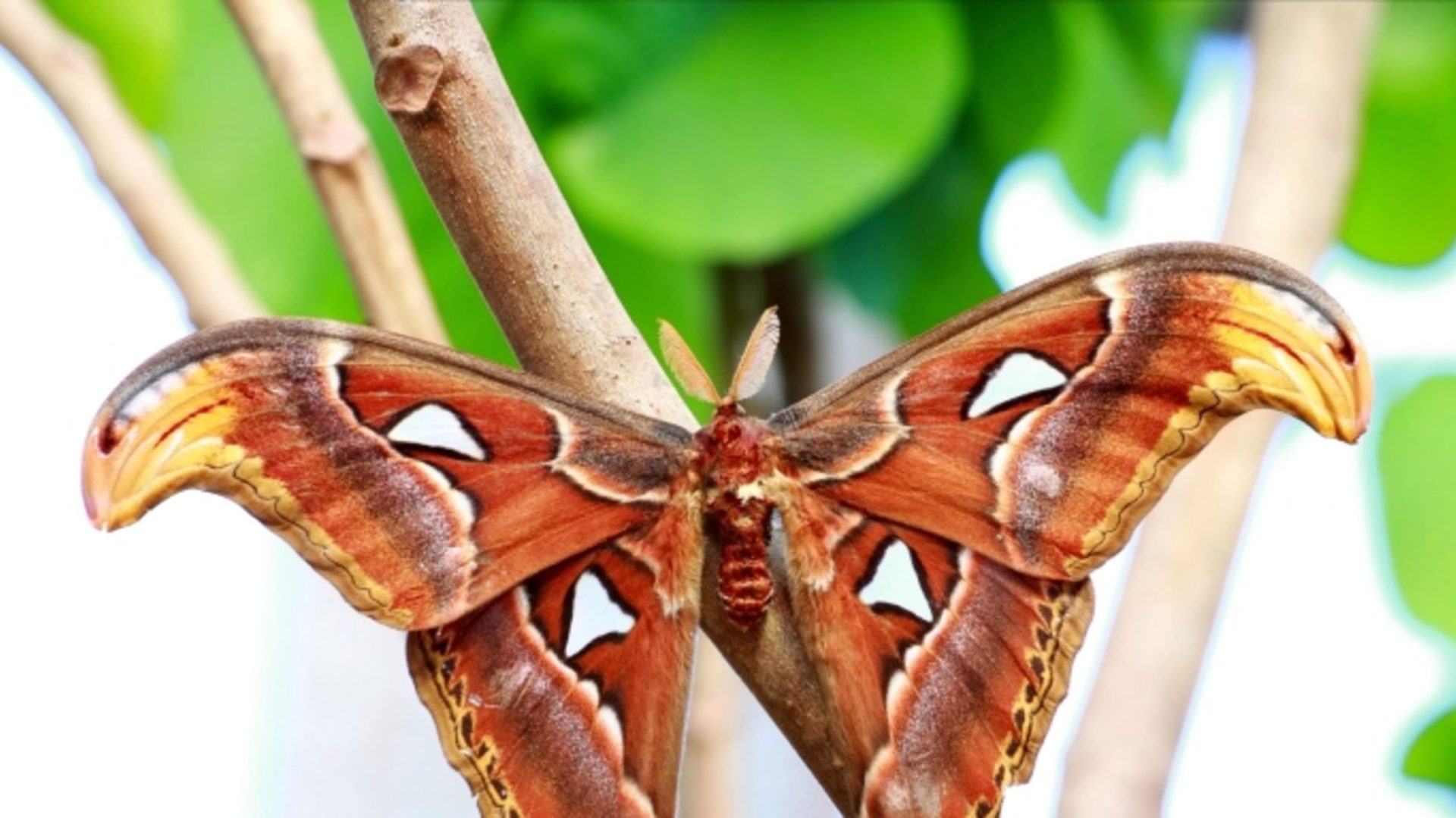 moth symbolism