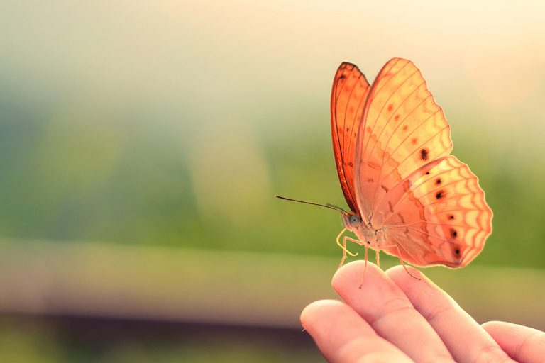 What Does It Mean When a Butterfly Lands On You?