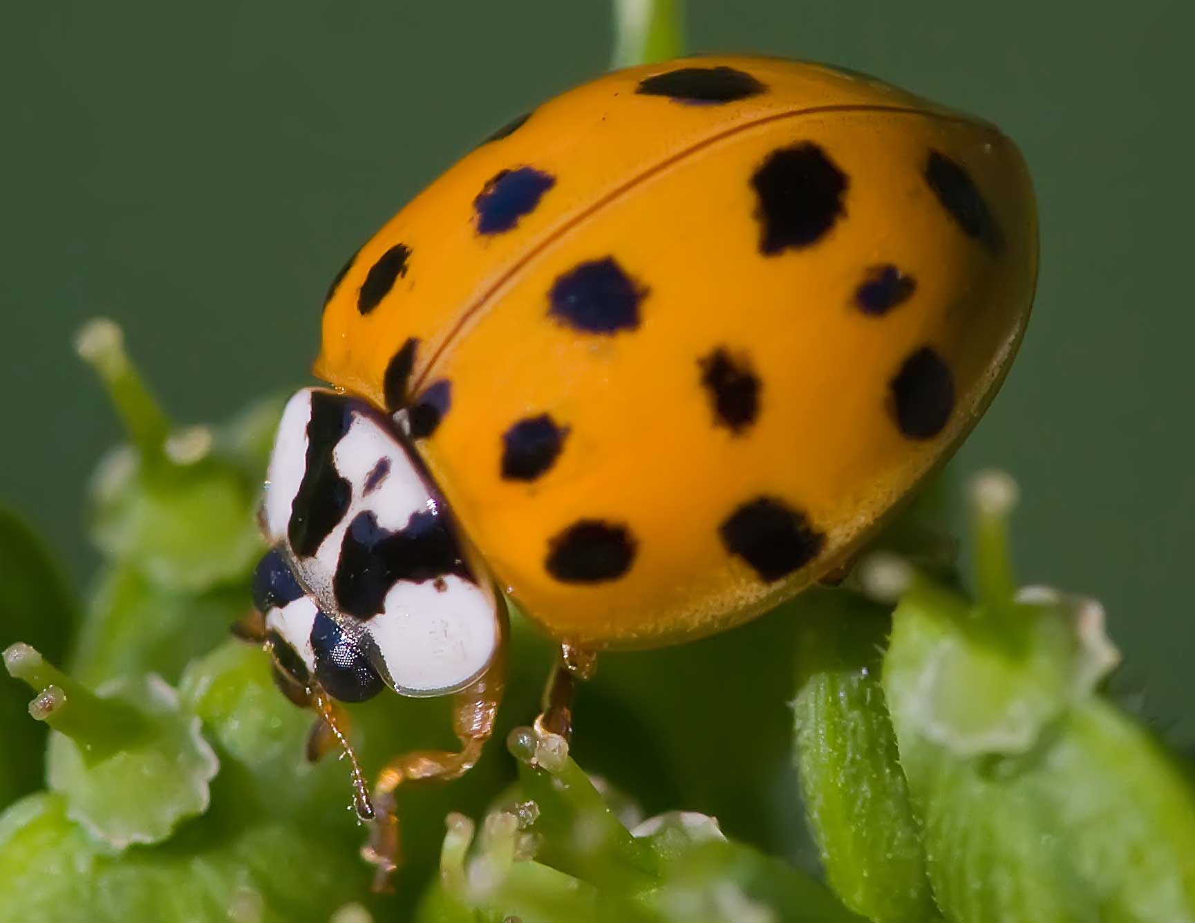 orange ladybug meaning