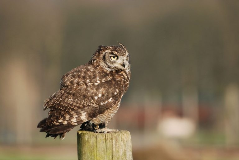 What Does It Mean When You Hear an Owl Hoot at Night?