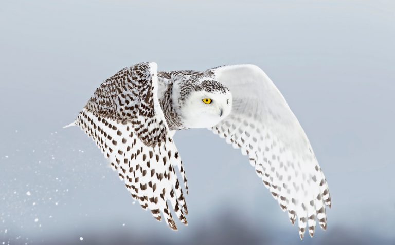 White Owl Meaning: Spiritual & Symbolic Guide