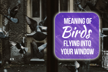 what does it mean when a bird hits your window