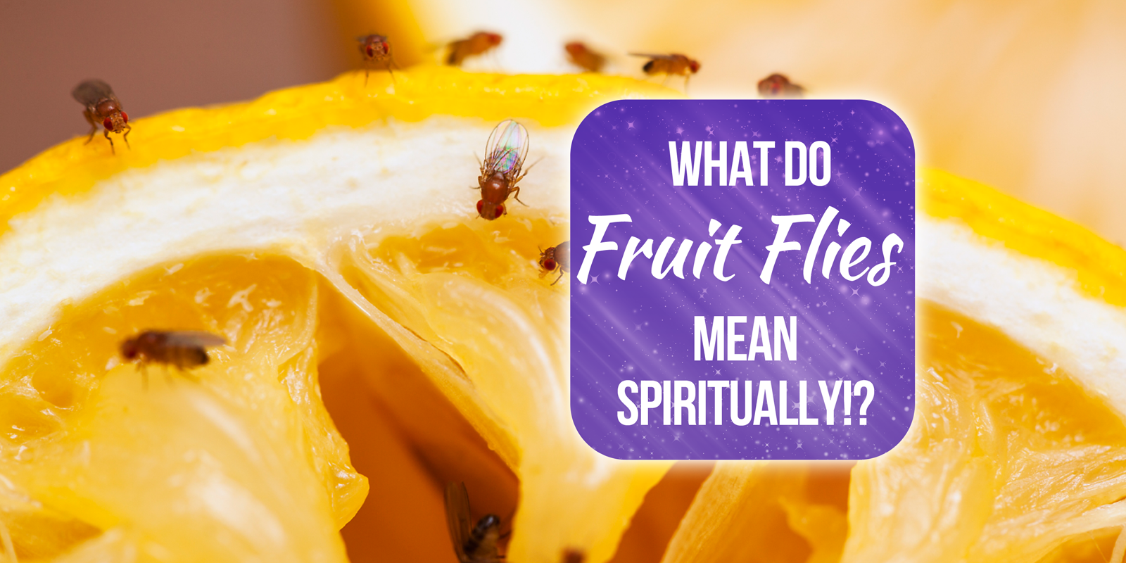 what do fruit flies mean spiritually