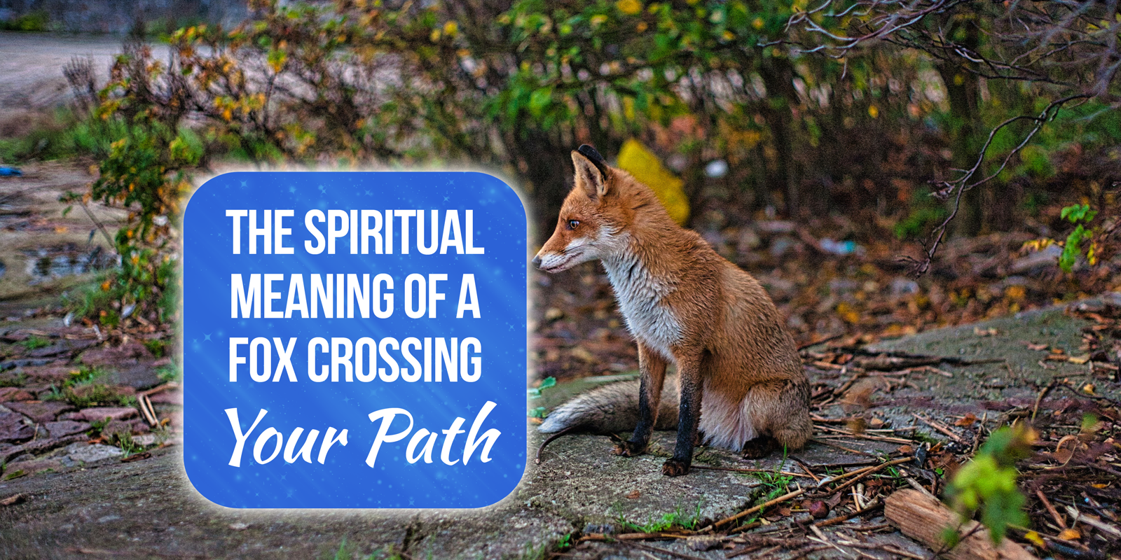 what does it mean when a fox crosses your path