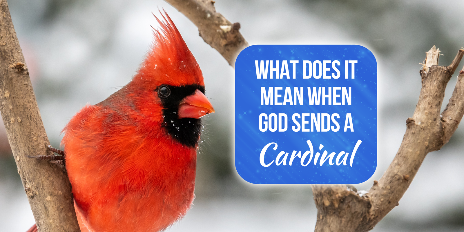 what does it mean when god sends a cardinal
