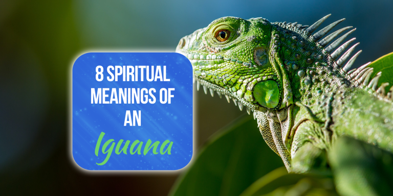 8 Spiritual Meanings of an Iguana [Explained]