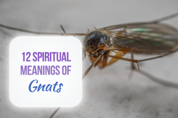 spiritual meaning of gnats