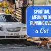 spiritual meaning of running over a cat