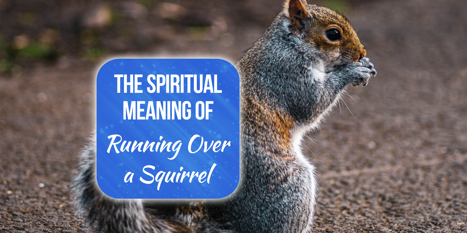 spiritual meaning of running over a squirrel