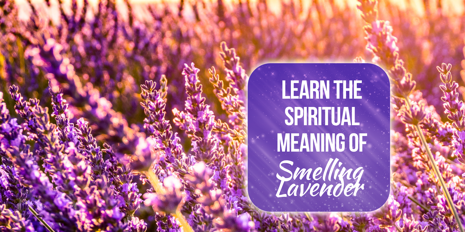 spiritual meaning of smelling lavender