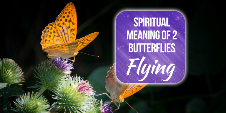 17 Spiritual Meanings of 2 Butterflies Flying Together [Amazing!]