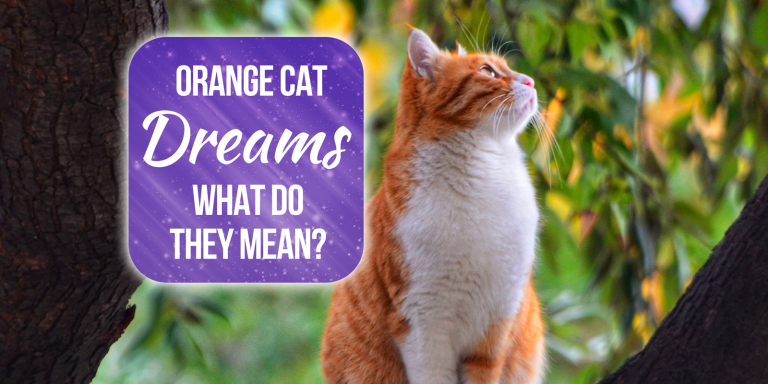 Orange Cat Dream Meaning [Explained]