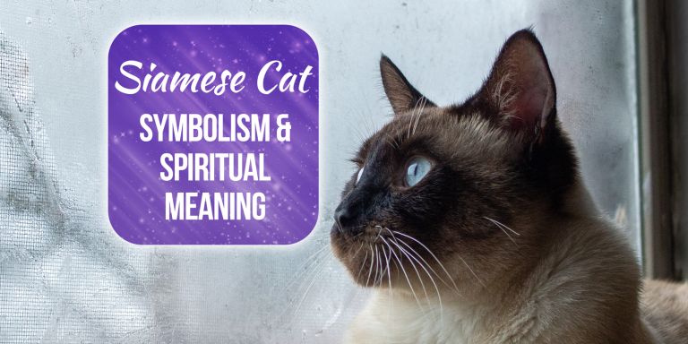 Siamese Cat Dream Meaning [Explained]