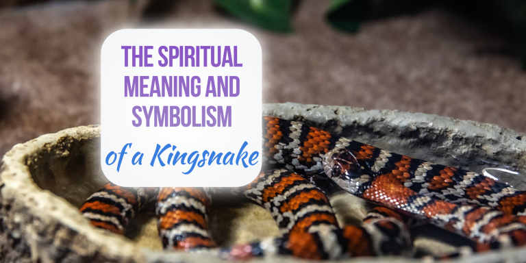 Kingsnake Spiritual Meaning, Symbolism, and Totem [Explained]