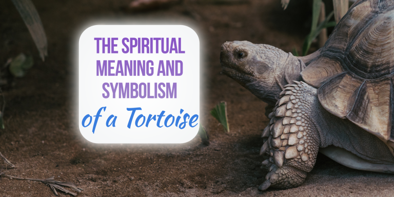 Tortoise Spiritual Meaning, Symbolism, and Totem [Explained]