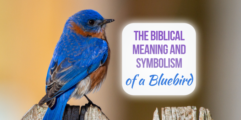Bluebird Biblical Meaning [7 Incredible Meanings]