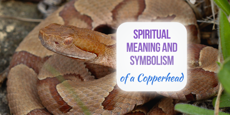 Copperhead Meaning, Symbolism, and Totem [Explained]
