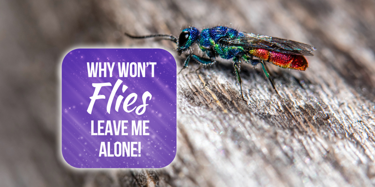 Fly Won’t Leave Me Alone Spiritual Meaning [15 Symbolic Meanings]