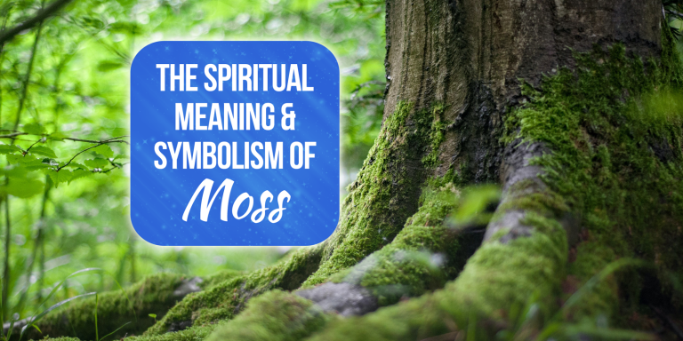 Moss Spiritual Meaning, Symbolism, and Totem [Must Read!]