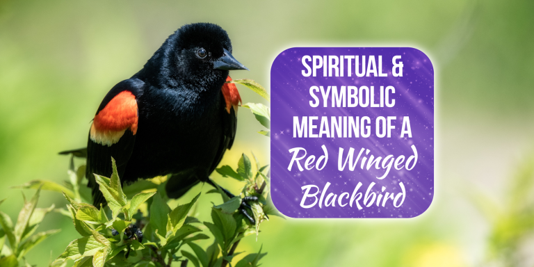 What Does the Red Winged Blackbird Symbolize? [Explained]
