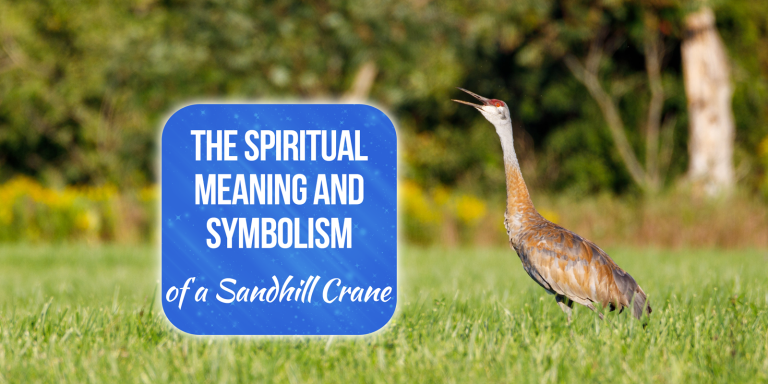 Sandhill Crane Spiritual Meaning, Symbolism, and Totem [4 Incredible Meanings]