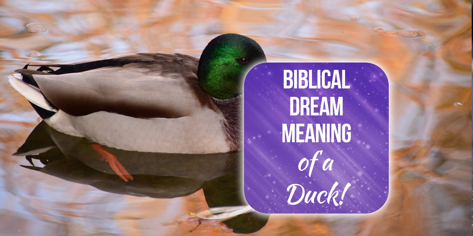 Biblical Meaning of Duck in Dreams: Symbolism and Interpretation