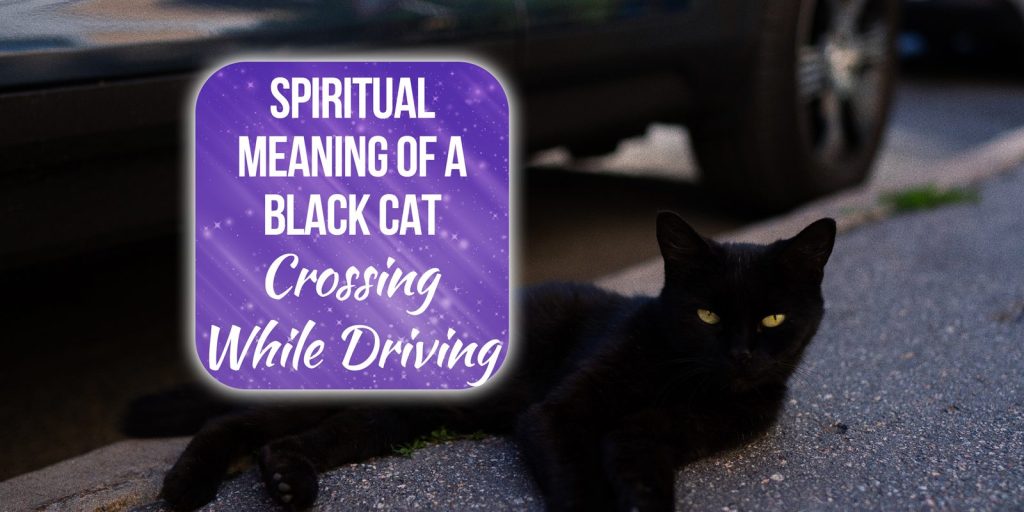 black cat crossing your path while driving