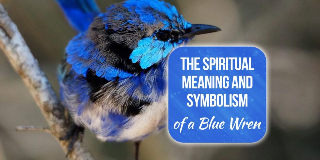 blue wren spiritual meaning