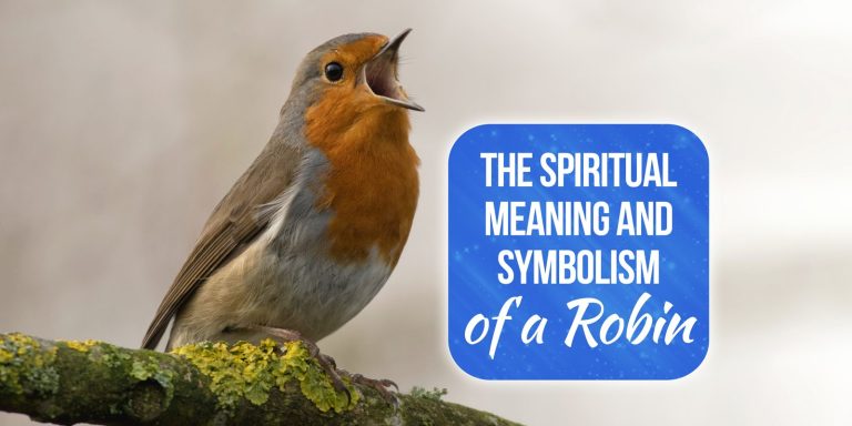 Biblical Meaning of Robin with Symbolism and Totem [Must Read!]