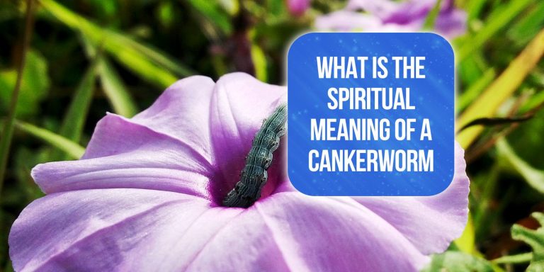 What is the Spiritual Meaning of a Cankerworm? [9 Spiritual Meanings!]