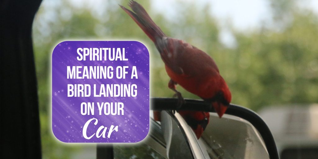 spiritual meaning of a bird landing on your car