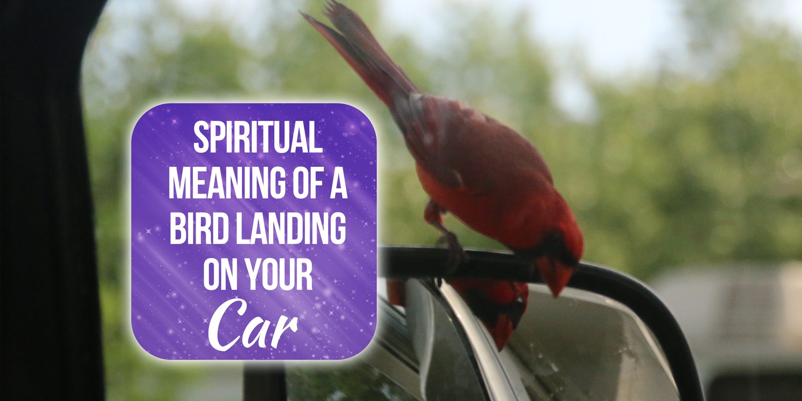 What is the Spiritual Meaning of a Bird Landing on Your Car? [Explained!] Simply Symbolism