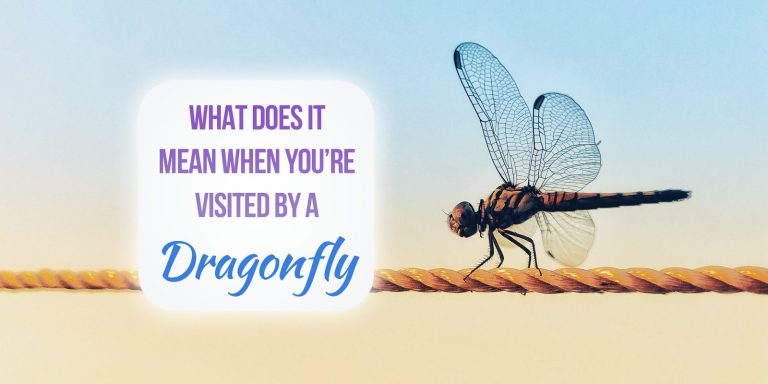 What Does It Mean When A Dragonfly Visits You? [Spiritual Meaning Explained]