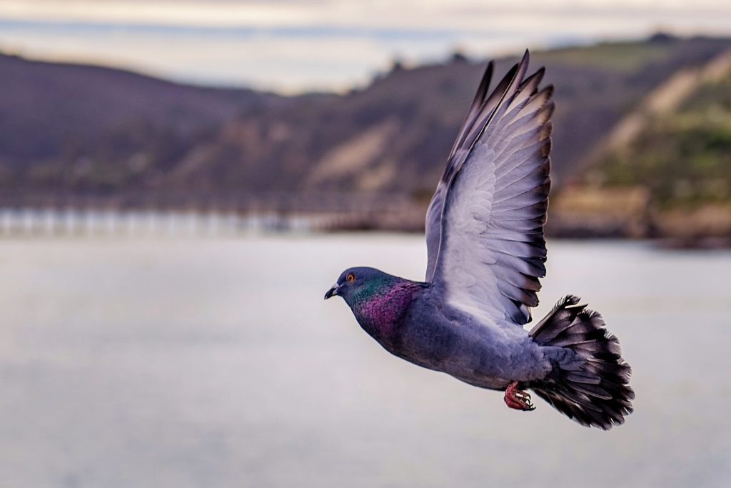 What is the Spiritual Meaning of a Pigeon Coming into Your House?