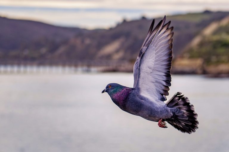 What is the Spiritual Meaning of a Pigeon Coming into Your House? [Explained]